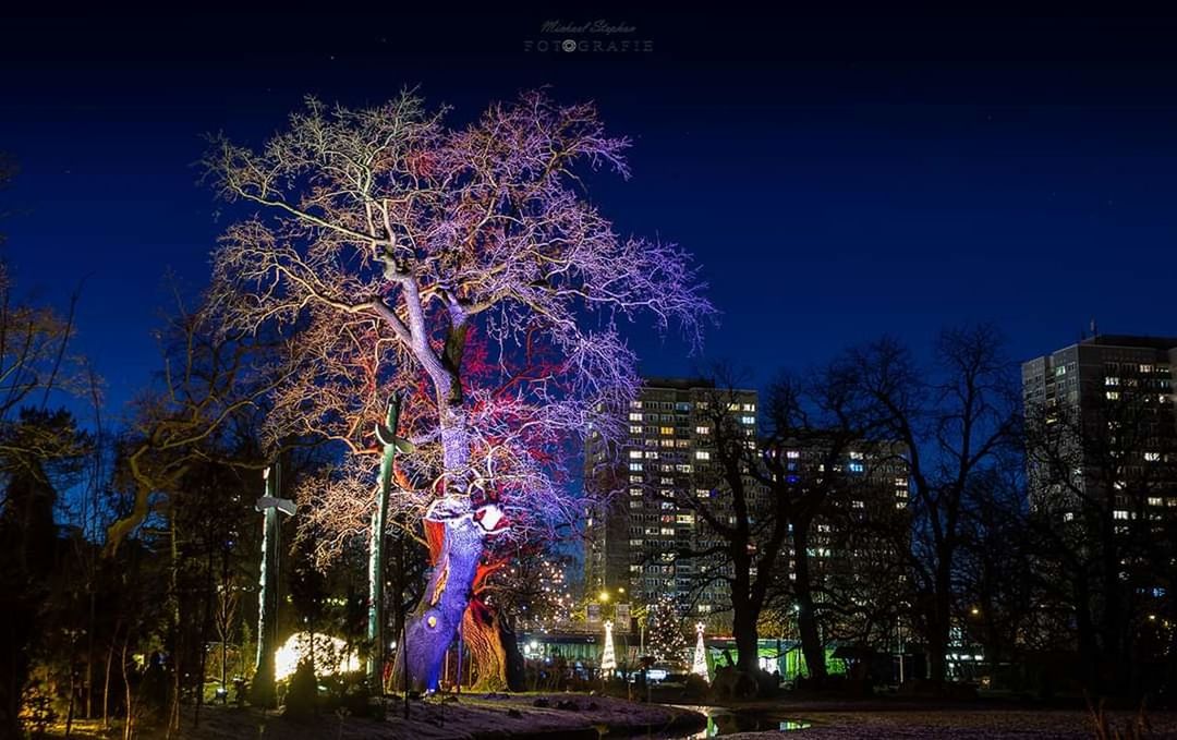 night, illuminated, tree, plant, building exterior, architecture, sky, celebration, built structure, nature, no people, motion, city, low angle view, outdoors, bare tree, arts culture and entertainment, multi colored, event, long exposure, light, firework, firework display, purple