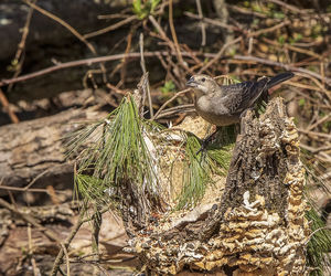 Close-up of bird perching on tree