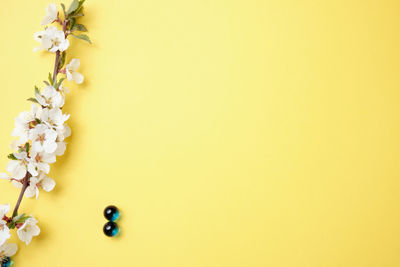 Close-up of yellow flower over white background