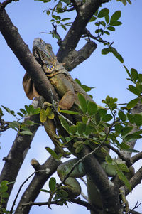 Low angle view of lizard on tree against sky