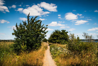 Trail amidst trees on field against sky