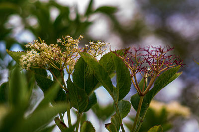Close-up of flowering plant