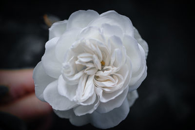 Close-up of white rose against black background