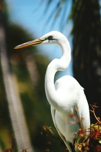 Close-up of heron