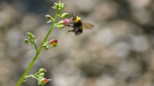 Close-up of bee pollinating flower