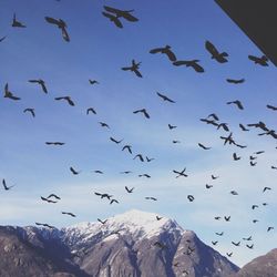 Low angle view of birds flying in sky