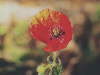 Close-up of red poppy flower