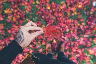 Midsection of person holding autumn leaves in field