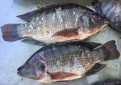 High angle view of fish for sale in market