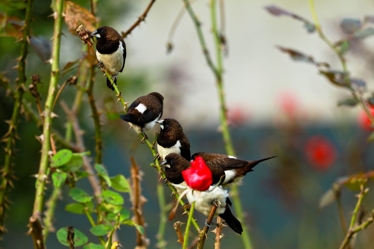 CLOSE-UP OF A BIRD PERCHING ON BRANCH