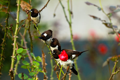 Close-up of bird perching on branch