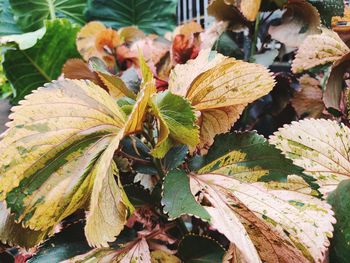Close-up of autumnal leaves