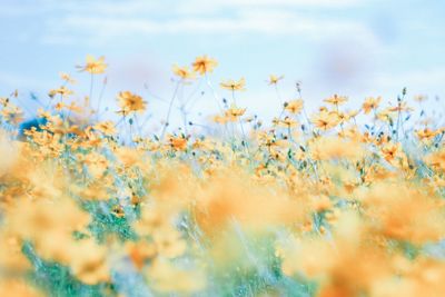 Yellow flowers against sky