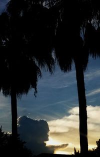 Low angle view of silhouette palm trees against sky