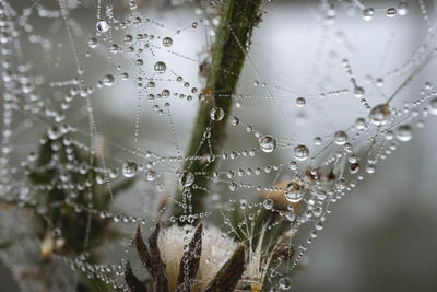 Close-up of wet spider web on rainy day