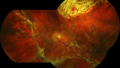 Extreme close up of flower