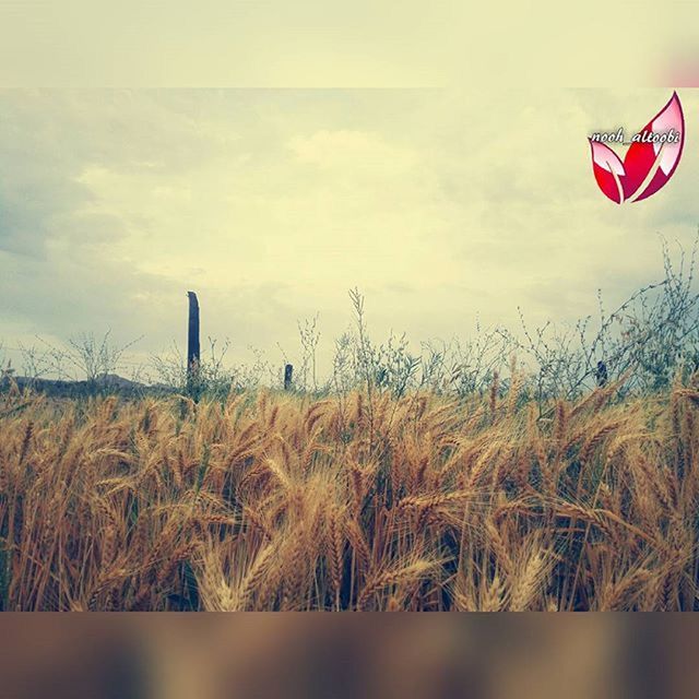 sky, field, grass, cloud - sky, landscape, tranquil scene, rural scene, tranquility, cloud, nature, plant, scenics, agriculture, day, growth, beauty in nature, outdoors, non-urban scene, no people, wind