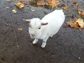 High angle view of white rabbit on field