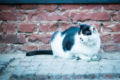 Close-up of cat looking away by brick wall