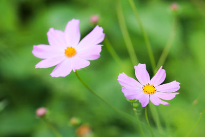 Close-up of pink cosmos flower