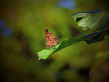 Close-up of butterfly on plant
