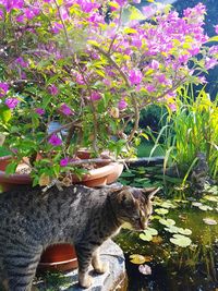 Side view of a cat against plants