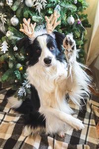 Puppy dog border collie wearing christmas costume deer horns hat near christmas tree at home