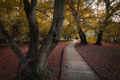 Footpath amidst trees in forest