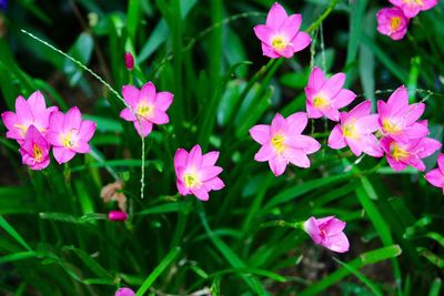 Close-up of pink flowers
