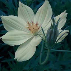 Close-up of white flowering plant