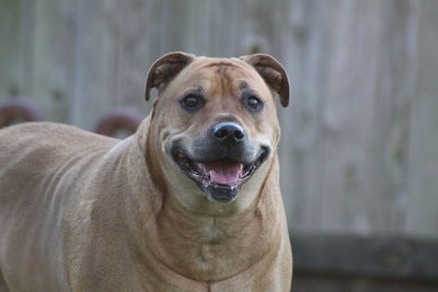 Portrait of dog looking at camera