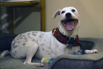 Portrait of dog sitting at home