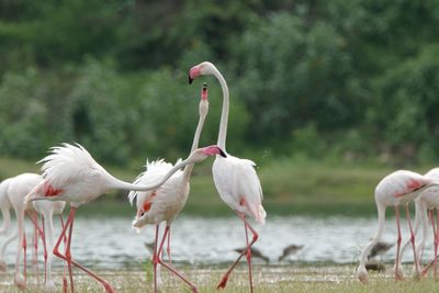 Greater flamingo habitat shot