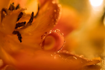 Close-up of water drops on orange rose