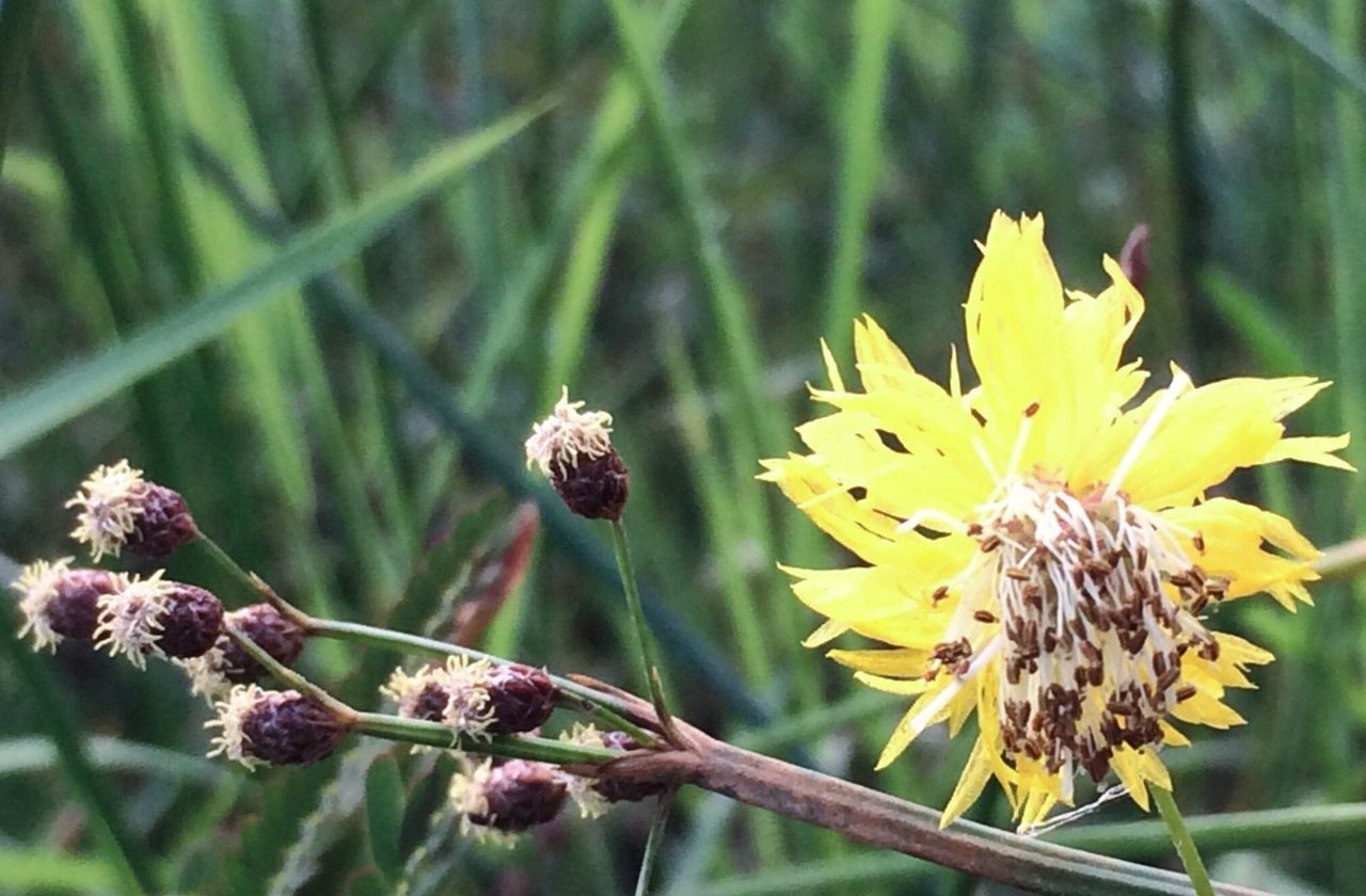 CLOSE-UP OF YELLOW FLOWERS GROWING ON PLANT