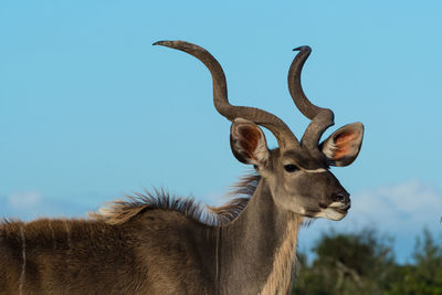 Close-up of deer against clear sky