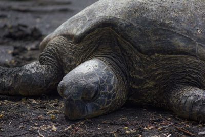 Close-up of tortoise