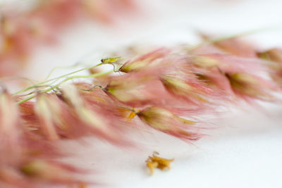 Close-up of pink flowers over white background