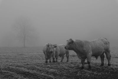 Cows on field in a foggy day