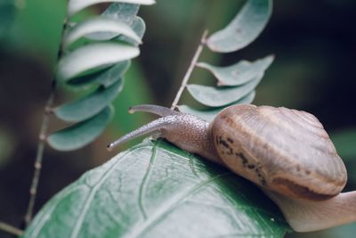 Close-up of snail on leaf