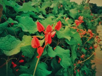 Close-up of red flowering plant