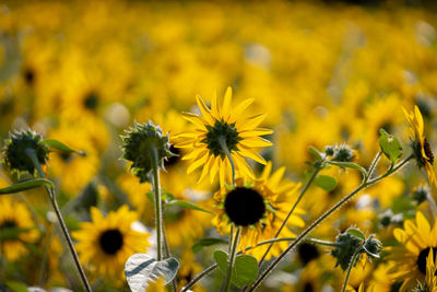 Close-up of yellow flowering plants on field