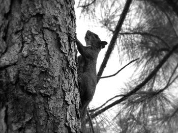 Low angle view of lizard on tree against sky
