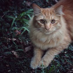 Portrait of cat sitting on grass