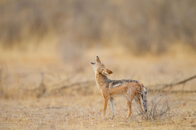 Side view of giraffe on field