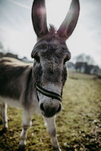 Portrait of horse in field