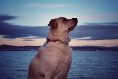 Dog by sea against sky during sunset