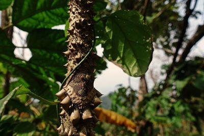 Close-up of fresh green leaves on tree trunk