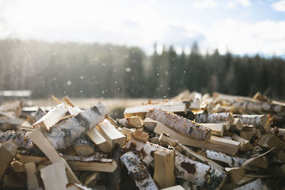 Heap of timber in sawmill