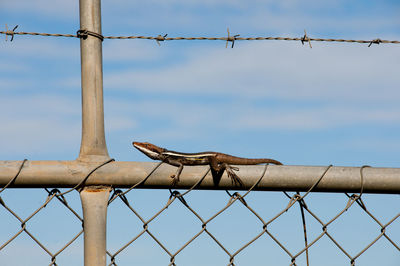 Low angle view of barbed wire against sky